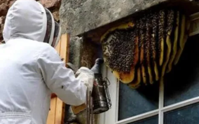 Wasp Control Treatment